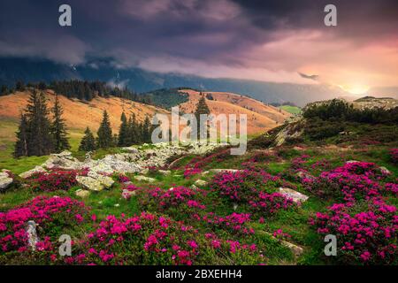 Schöne Hügel mit blumigen Hängen bei Sonnenaufgang. Bewundernswerte rosa Rhododendron Blüten in den Bergen am nebligen Morgen bei Sonnenaufgang, Karpaten, Transylvani Stockfoto