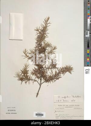 Juniperus conferta Juniperus conferta. Stockfoto