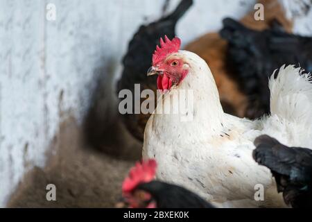 Nahaufnahme von Hühnern im Coop. Henne in einem Hof - selektiver Fokus Stockfoto
