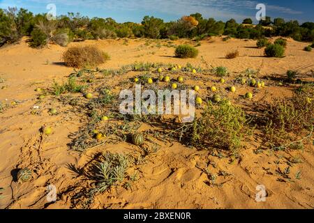 Wilde Wüstenwassermelone, die in Perry Sandhills, NSW, Australien wächst Stockfoto