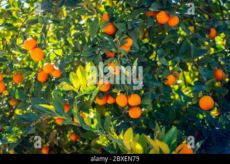 Mandarine mit reifen Früchten, die an Ästen hängen Stockfoto