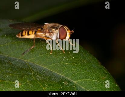 Eine Marmalade Hoverfly (Episyrphus balteatus) in Ruhe auf einem Blatt, Warwickshire Stockfoto