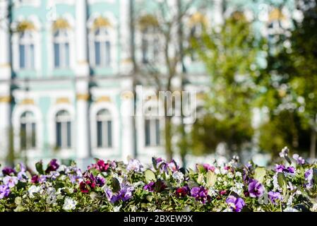 Russland, Sankt Petersburg, 23. Mai 2020: Blühendes Blumenbeet vor der Eremitage Stockfoto