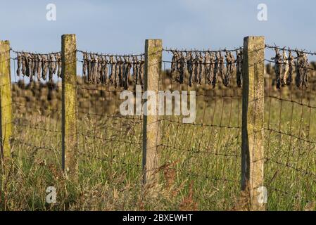 Toter Maulwurf-Leichname hing an einem Stacheldrahtzaun Stockfoto