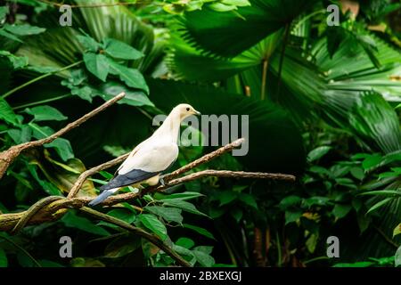 Die Kaisertaube (Ducula bicolor) ist eine relativ große, pied Art der Taube. Es ist in Wald, Wald, Mangroven, Plantagen gefunden Stockfoto