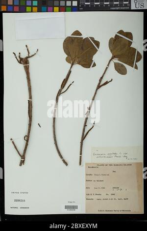 Excoecaria agallocha var orthistichalis MLL Arg Excoecaria agallocha var orthistichalis MLL Arg. Stockfoto