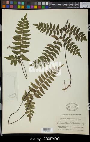 Adiantum latifolium Lam Adiantum latifolium Lam. Stockfoto