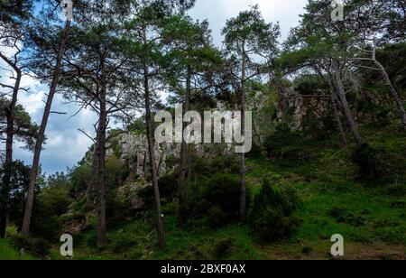 Zedern im dichten Wald der Insel Zypern an einem klaren Sommertag. Stockfoto