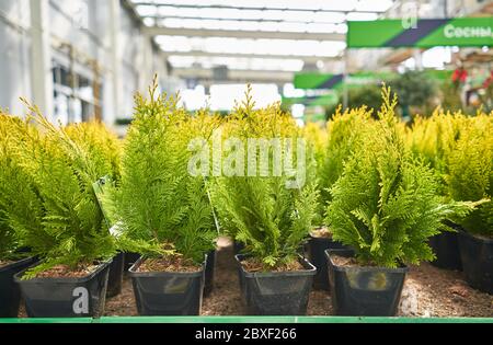 Nadelkeimlinge in einem Gartenlager Stockfoto