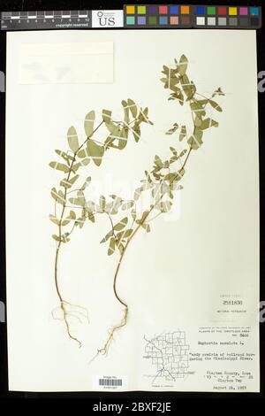 Euphorbia maculata L Euphorbia maculata L. Stockfoto