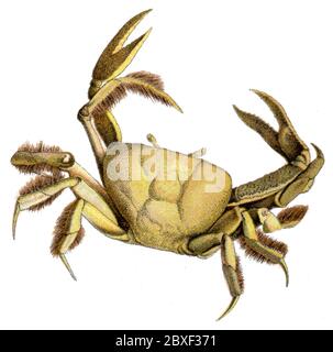 Purpurkrabbe / Gecarcinus ruricola / Halloweenkrabbe (Zoologie Buch, 1913) Stockfoto