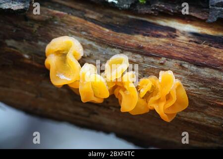 Dacrymyces chrysospermus, bekannt als Orangenquellpilz, Wildpilz aus Finnland Stockfoto