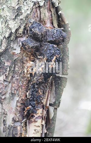 Inonotus obliquus, allgemein bekannt als Chaga, ein Heilpilz aus Finnland Stockfoto