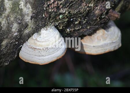 Fomes fomentarius, allgemein bekannt als der Zunder Pilz, falsche Zunder Pilz, Hufpilz, Zunder Conk, Zunder Polypore oder Eis Mann Pilz Stockfoto