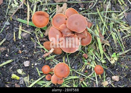 Tubaria furfuracea, bekannt als scurfy Twiglet, wilder Pilz aus Finnland Stockfoto