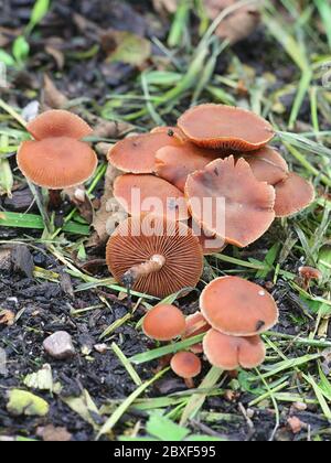 Tubaria furfuracea, bekannt als scurfy Twiglet, wilder Pilz aus Finnland Stockfoto