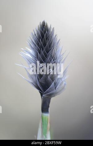 Eriophorum vaginatum, bekannt als Hasen-Schwanz Baumwollgras, tussock Baumwollgras oder ummantelte Baumwollsegel, neuer Spross im frühen Frühjahr Stockfoto