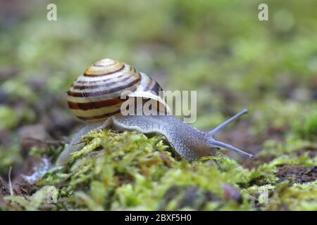 Cepaea hortensis, bekannt als Weißlippschnecke oder Garten gebänderte Schnecke Stockfoto