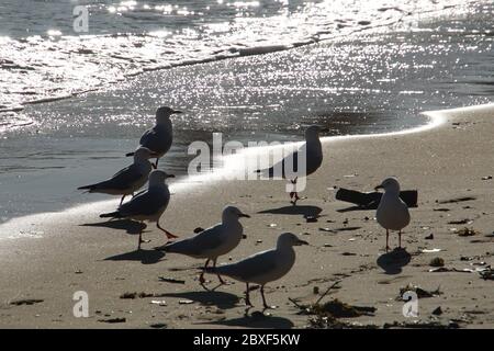 Hintergrundbeleuchtete Möwen am Strand Stockfoto