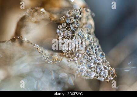 Diamond Tropfen abstrakten Hintergrund mit getrockneten geschnürt verwitterten Hortensia Hortensia Blütenblätter mit glänzenden Regenbogen glitzernden Wassertropfen auf Stockfoto