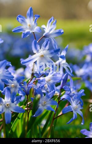 Blaue frühe Frühlingsblumen der Herrlichkeit des Schnees schließen, blüht in der frühen Frühlingsgartenwiese Stockfoto