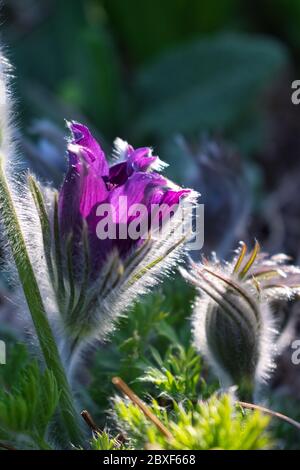 Lila weich und haarig pulsatilla pasque Blume Glocke förmigen Kelchblätter schließen in den Strahlen der untergehenden Sonne im frühen Frühlingsgarten Stockfoto