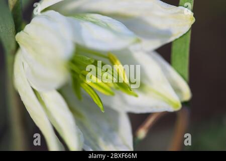 Weiße Schlangenkopf-Fritillarblume auch bekannt als Schachblume und Lazarus Glocke. Makro mit selektivem Fokus auf Pollenstameln und Blütenblattkanten, Stockfoto