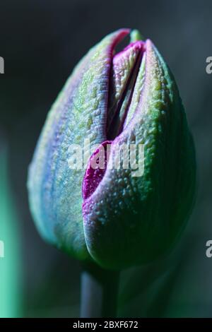 Lila glänzend fest Tulpe Blume Knospe Makro isoliert, grün strukturiert in dunkel launisch kühlen Licht, Kontraste Stockfoto