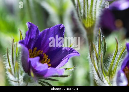 Lila weich und haarig pulsatilla pasqueflower Glocke förmigen Kelchblätter schließen in den Strahlen der untergehenden Sonne im frühen Frühlingsgarten Stockfoto