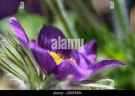 Lila weich und haarig pulsatilla pasqueflower Glocke förmigen Kelchblätter schließen in den Strahlen der untergehenden Sonne im frühen Frühlingsgarten Stockfoto