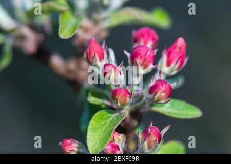 Apfelbaum rosa rote Blütenknospen und junge Blätter in Die warme Sonne im Garten des Frühlings-Obstgartens aus nächster Nähe Stockfoto