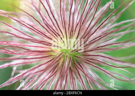 Pulsatilla pasqueflower flauschig plumed Samenkopf Makro, osterblume nach dem Blühen, behaarte lila und dekorative Kräuterpflanze, abstrakter Hintergrund, voll Stockfoto