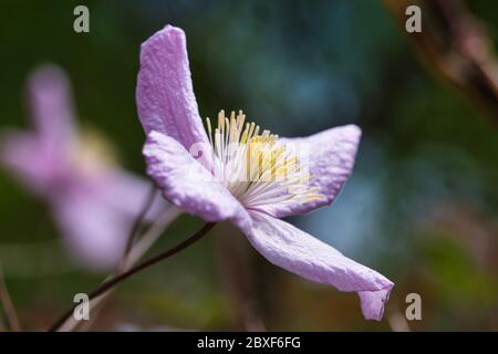 Hellrosa Clematis-Blüten aus der Nähe, zarte Rose mit vier Blütenblättern und Mittelstück mit gelben Blütenstielen, auf langen holzigen Kletterstöcken mit Grün Stockfoto