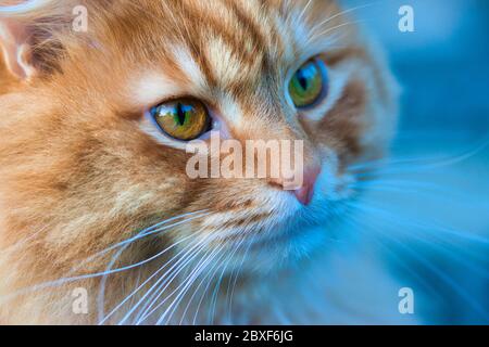 Rothaarige Langhaarkatze mit grün-orangen Augen, detailreiches Nahaufnahme-Porträt von Katzen Gesicht, Augen, Nase und Schnurrhaare, verschwommener blauer Hintergrund, Stockfoto