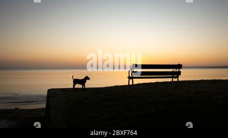 Hund und leere Strandbank bei Sonnenaufgang Stockfoto