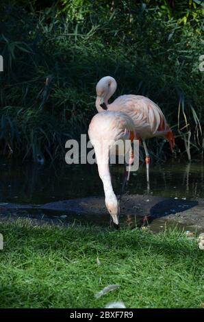 Schöne größere Flamingos im Zoo Stockfoto