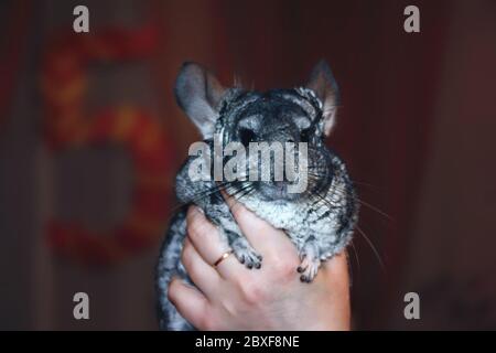 Weibliche Hand hält eine schöne junge graue Chinchilla auf einem verschwommenen Hintergrund. Stockfoto