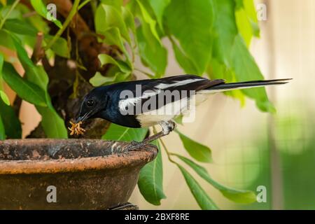 Männlicher orientalischer Magpie Robin mit Mehlwürmern im Schnabel Stockfoto
