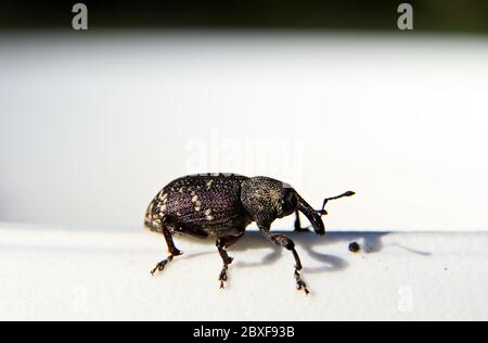 Große Kiefernkiefer Weevil zu Fuß auf dem Rand einer weißen Platte Stockfoto