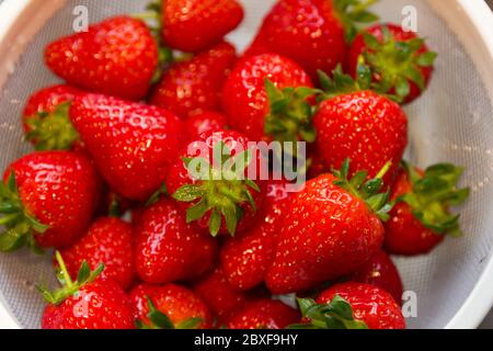 Frisch gewaschene Erdbeeren Stockfoto