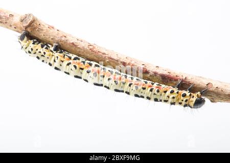 Ein Beispiel für die Raupe oder Larve des Magpie-Motten Abraxas grossulariata, fotografiert in einem Studio vor weißem Hintergrund vor der Veröffentlichung Stockfoto