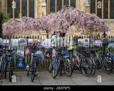 CAMBRIDGE, Großbritannien: Fahrräder im Stadtzentrum gegen Geländer verkettet Stockfoto