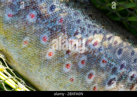 Detail der Farben und der Musterung einer wilden Bachforelle, Salmo trutta, fing trockenes Fliegenfischen mit einer Mayfly-Imitation während einer Mayfly-Luke. Dorset Stockfoto