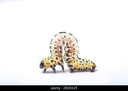 Ein Beispiel für die Raupe oder Larve des Magpie-Motten Abraxas grossulariata, fotografiert in einem Studio vor weißem Hintergrund vor der Veröffentlichung Stockfoto