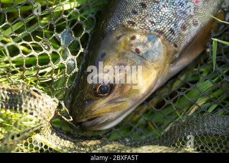 Eine wilde Bachforelle, Salmo trutta, fing trockenes Fliegenfischen mit einer Mayfly-Imitation während einer Mayfly-Luke. Dorset England GB Stockfoto