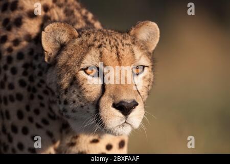 Nahaufnahme eines erwachsenen Geparden mit bernsteinfarbenen Augen im warmen Nachmittagslicht Kruger National Park Südafrika Stockfoto