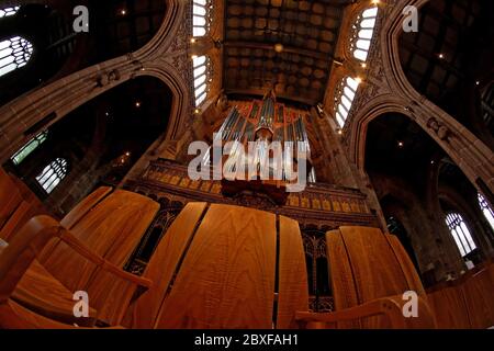 Blick nach oben vom Schiff der Manchester Cathedral Orgel.das Schiff hat herrliche Bogenwände und Fenster und eine geschnitzte Holzdecke Stockfoto