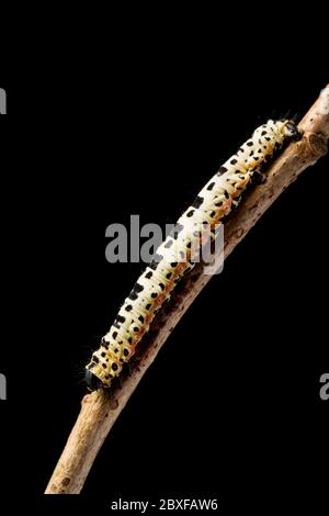 Ein Beispiel für die Raupe oder Larve des Magpie-Motten Abraxas grossulariata, fotografiert in einem Studio vor schwarzem Hintergrund vor der Veröffentlichung Stockfoto