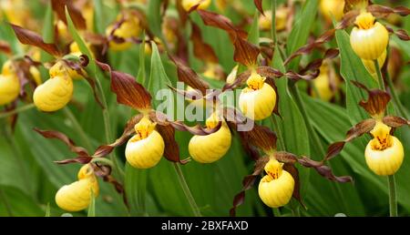 Eine Gruppe von gelben Lady's Slipper Orchideen. Stockfoto