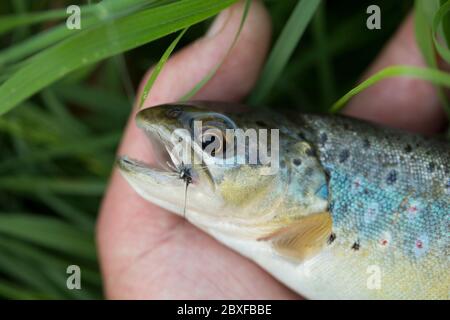 Eine wilde Bachforelle, Salmo trutta, fing trockenes Fliegenfischen mit einer Mayfly-Imitation während einer Mayfly-Luke. Dorset England GB Stockfoto